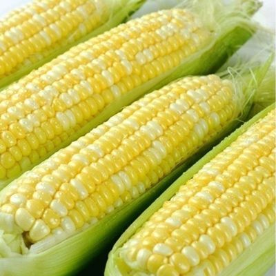 云南新鲜金银玉米偏嫩水果玉米棒水果玉米当天新鲜现摘带壳