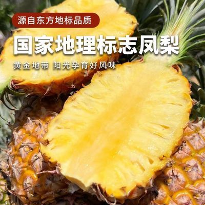 海南东方凤梨【地标品牌授权】新鲜采摘酸甜多汁