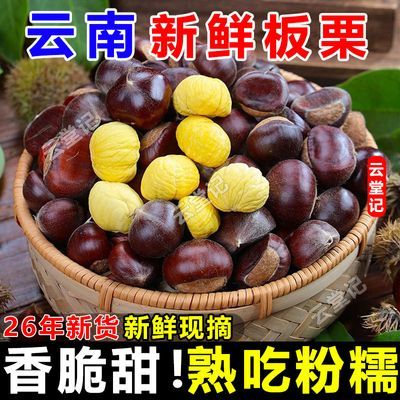老树板栗2026云南新下树板栗新鲜板栗生栗毛栗老树香甜板栗批发价