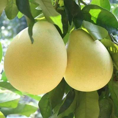 新鲜应季水果新鲜柚子柚蜜柚水果柚子口味酸甜孕妇水果批发包邮