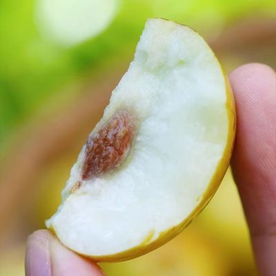 现摘现发山东沾化冬枣5斤整箱新鲜水果脆甜多汁红枣青枣产地直供