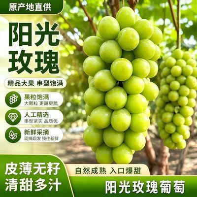 正宗阳光玫瑰晴王葡萄精品无籽香印青提新鲜葡萄应季新鲜水果整箱