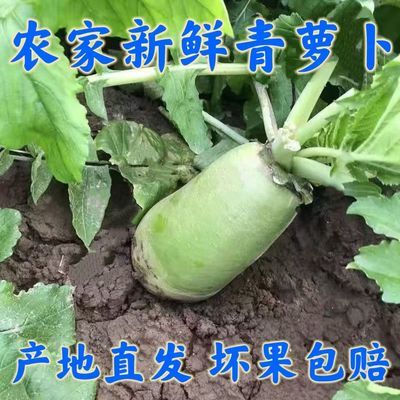 26年新货青萝卜新鲜带泥青皮萝卜河南沙地罗卜蔬菜农家自种