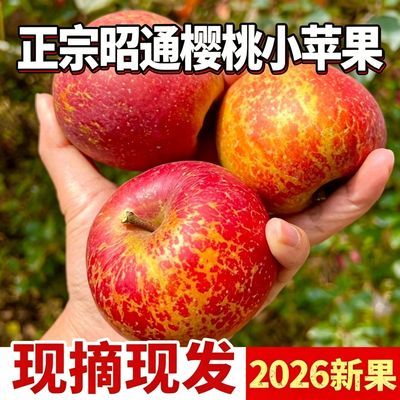云南昭通【樱桃小苹果】原产地直发新鲜采摘发货孕妈妈直接带皮吃