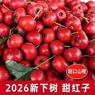 山东正宗甜红子山楂山里红甜口山楂酸甜新鲜山楂水果批发