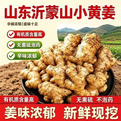 正宗沂蒙山小黄姜新鲜现挖辛辣浓郁姜味十足农家自种商用批发