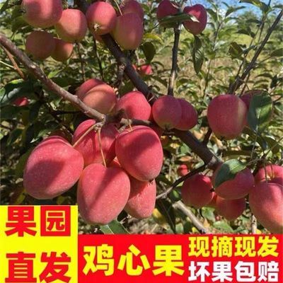 东北鸡心果新鲜水果海棠果产地直发小苹果孕妇水果酸甜包邮