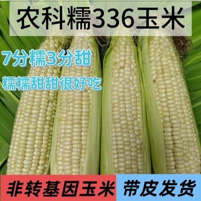 北京平谷农科院336玉米带皮非转基因336甜糯玉米顺丰包邮秒带壳优惠商品图片