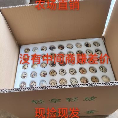【108枚】云南高山新鲜鹌鹑蛋(珍珠棉包装)现捡2斤以上