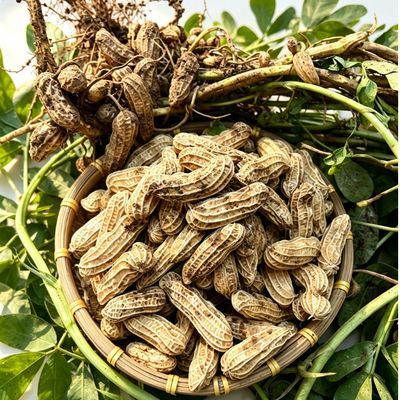 云南七彩花生新鲜现挖湿花生特产农家当季鲜花生花生湿