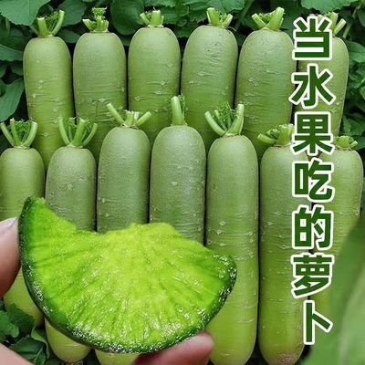 农家青萝卜新鲜正宗萝卜脆口青皮萝卜生吃凉拌黑土地现拔