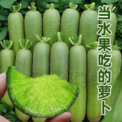 绿皮绿心水果萝卜新鲜正宗脆口青皮萝卜生吃凉拌黑土地现拔