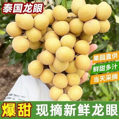 龙眼新鲜现摘水果新鲜应季水果批发特价鲜桂圆新鲜现摘鲜龙眼批发
