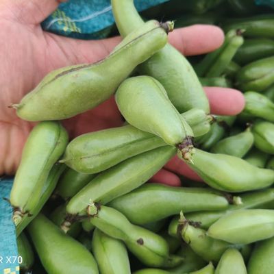 新鲜大青豆独米蚕豆 农家现摘带壳胡豆天生一荚一粒豆高原嫩青豆