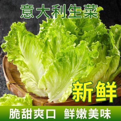 【保鲜】5斤生菜新鲜意大利生菜时令蔬菜生吃生菜蔬菜烤肉火锅