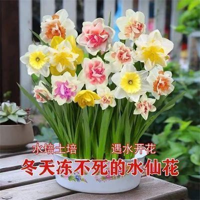 【十里飘香】耐热耐寒好养兰花四季开花客厅盆栽花卉室内绿值
