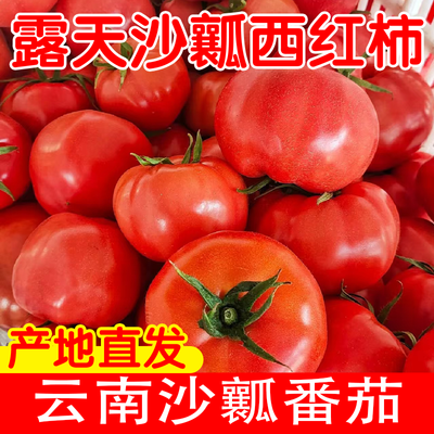 新鲜露天沙瓤红番茄高原西红柿沙拉生吃自然生长露天应季果蔬