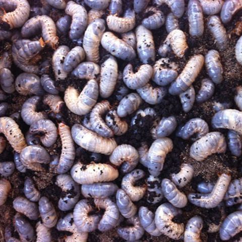 独角仙幼虫 l3  成虫 甲虫宠物活体易养另类热门 新手