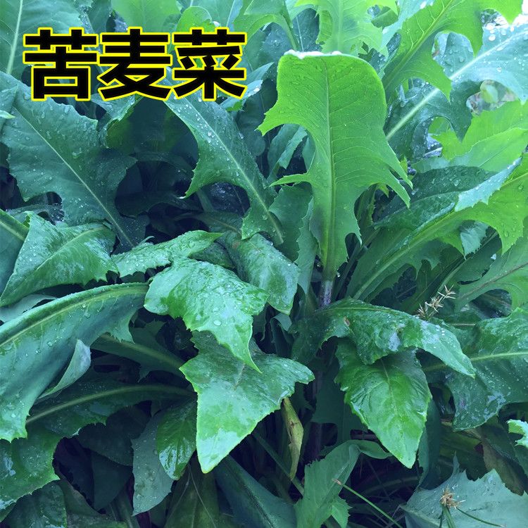 苦麻菜种子籽种农家野生苦菜野菜苦荬菜曲麻菜阳台四季播蔬菜籽