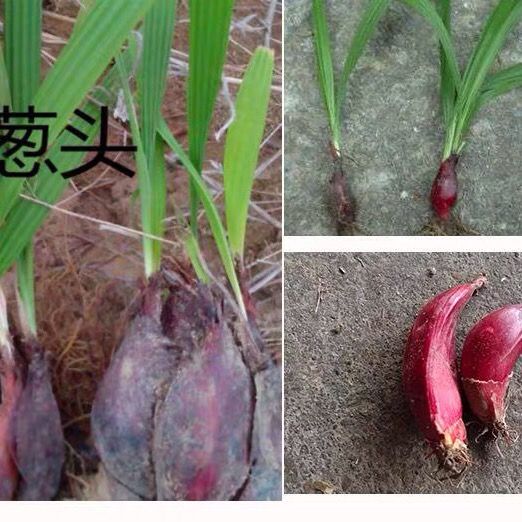 两广野生红葱头1斤包邮珠葱朱葱小红蒜百步还阳红根