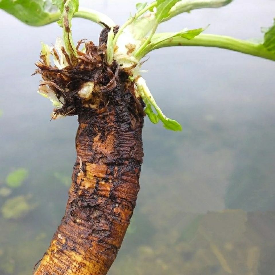 秦岭野生土大黄菠菜根新鲜血三七洋铁叶子根牛西西羊蹄根牛舌草
