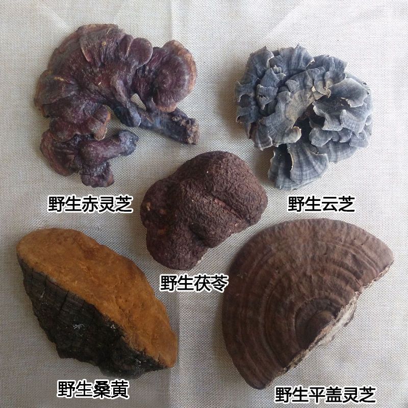 灵芝野生树舌茯苓赤灵芝桑黄黄云芝五菌汤方正品五菌方整枝切块