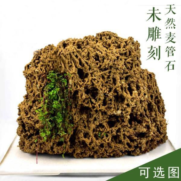 精品麦管石天然上水石吸水石原石植物化石盆景假山微景观浴缸造景
