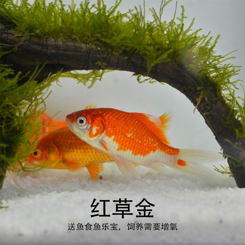 观赏鱼长尾草金鱼红草金练手鱼新手鱼懒人鱼红锦鲫好养活小金鱼鱼【2