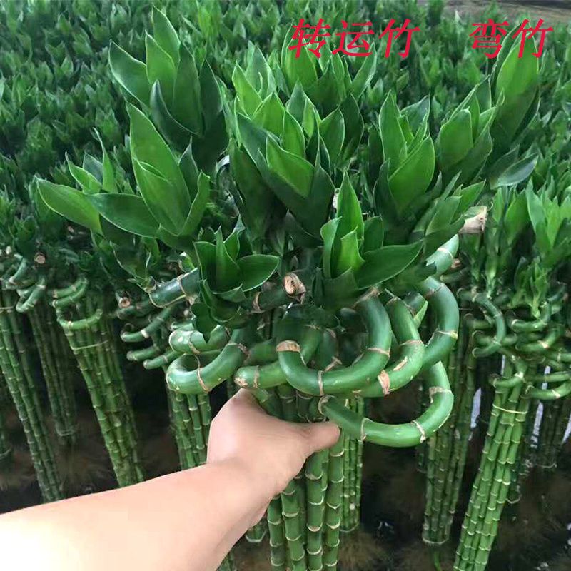 带根富贵竹转运竹水养植物盆栽客厅室内弯竹龙竹开运竹招财绿植