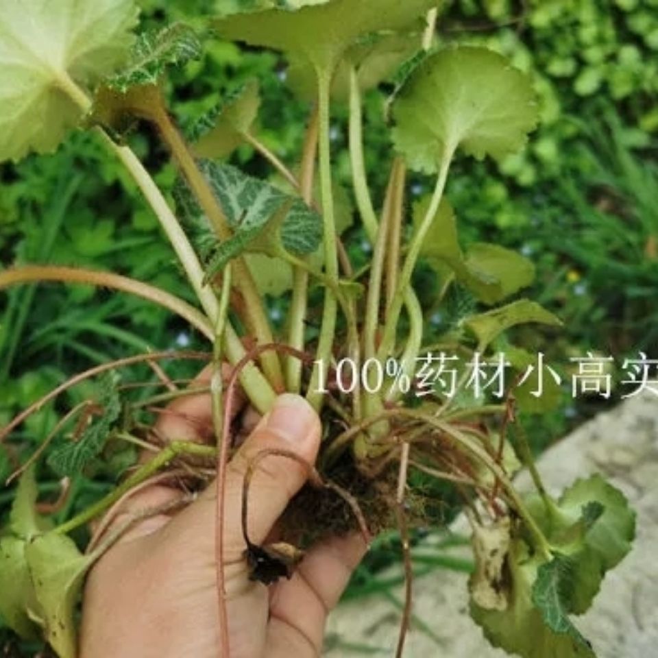 新鲜现采天然青草虎耳草虎儿草金丝荷叶草全草带根500g包邮【2月22