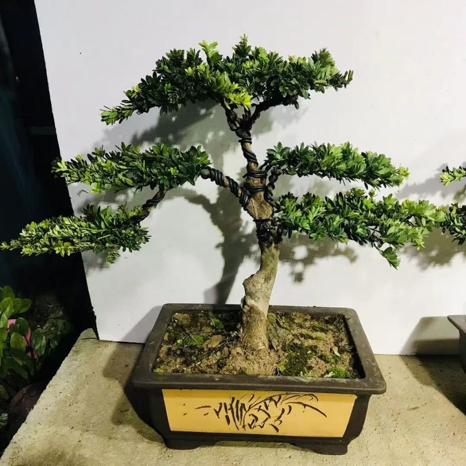 老桩罗汉松雀舌米叶珍珠罗汉松盆景造型超漂亮珍珠五针松济州贞柏