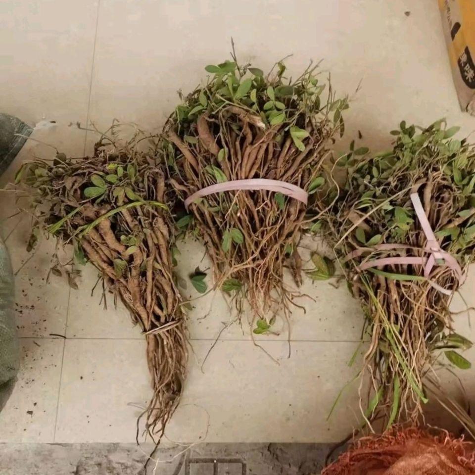 野生千斤拔红皮白心包邮贵州新鲜千金拔一条根老鼠尾吊马桩金牛尾
