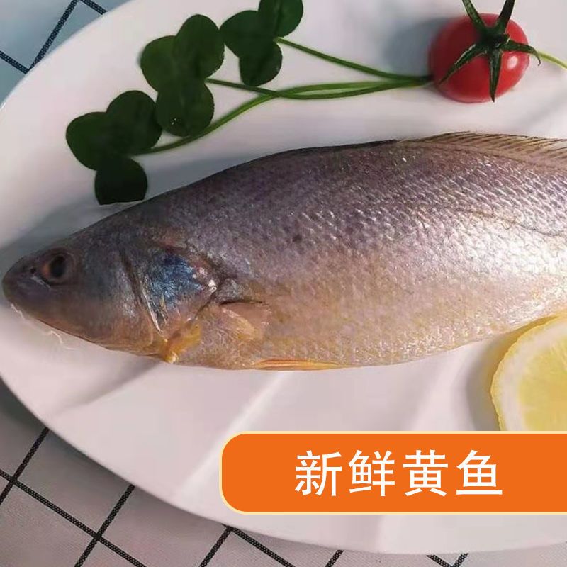 海鲜黄鱼黄三春子鱼三牙鱼鸡种鱼不包冰新鲜野生海捕速冻