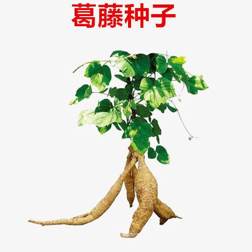 葛藤种子 别名白花银背藤,野葛,粉葛藤,甜葛藤,葛条