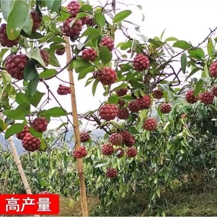 黑老虎果树苗布福娜果树苗南北方种植果树苗四季爬藤当年结果