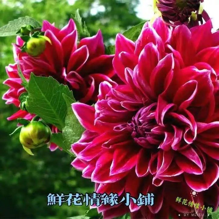大丽花巨型花四季种球地瓜花种子球根花卉庭院种植花重瓣盆栽植物 虎窝拼
