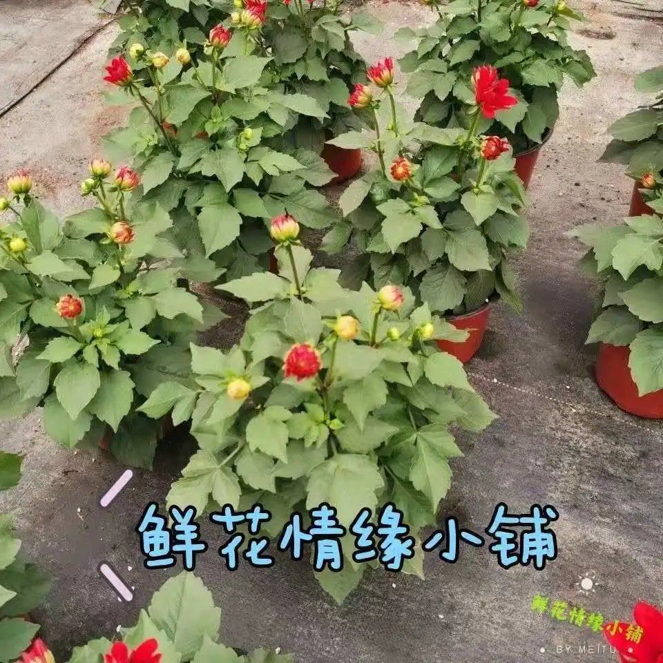 大丽花巨型花四季种球地瓜花种子球根花卉庭院种植花重瓣盆栽植物 虎窝拼