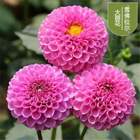 大丽花巨型花四季种球地瓜花种子球根花卉庭院种植花重瓣盆栽植物 虎窝拼
