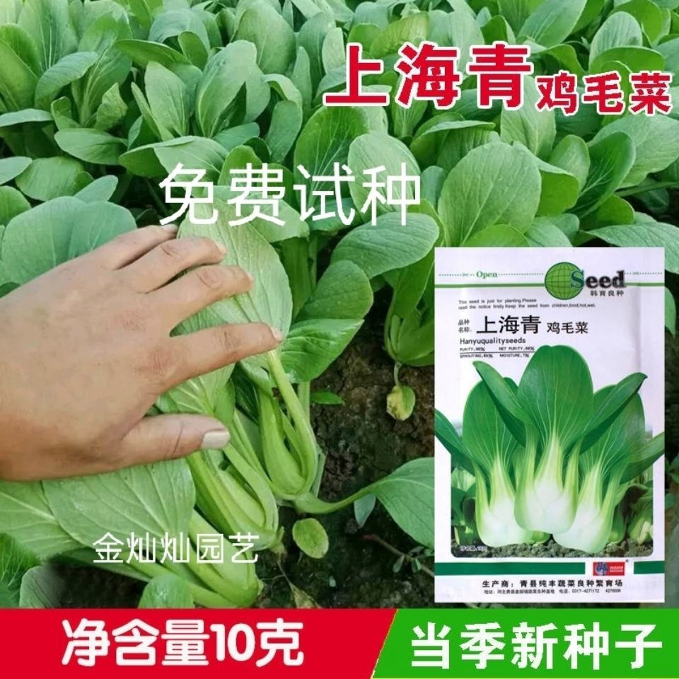 小白菜菜种子矮脚上海青种子小青菜籽蔬菜种子油菜阳台园艺四季播