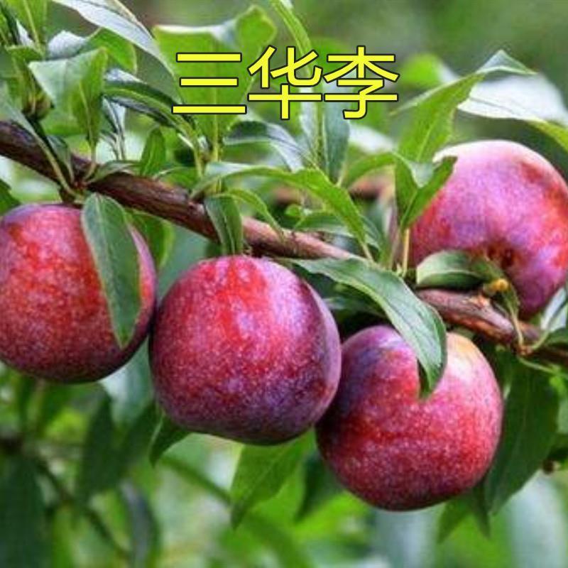 果树苗三华李树苗红肉李子大蜜李苗三华李子种植盆栽地栽当年结果