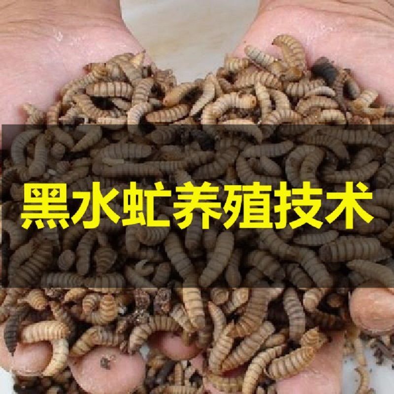 黑水虻生态养殖技术资料繁育产卵教程人工饲养培育方法大全过程