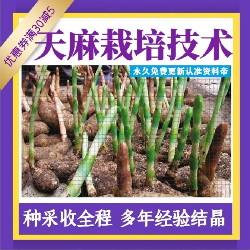 天麻栽培技术视频教程人工蜜环菌加工管理无公害全套天麻种植技术