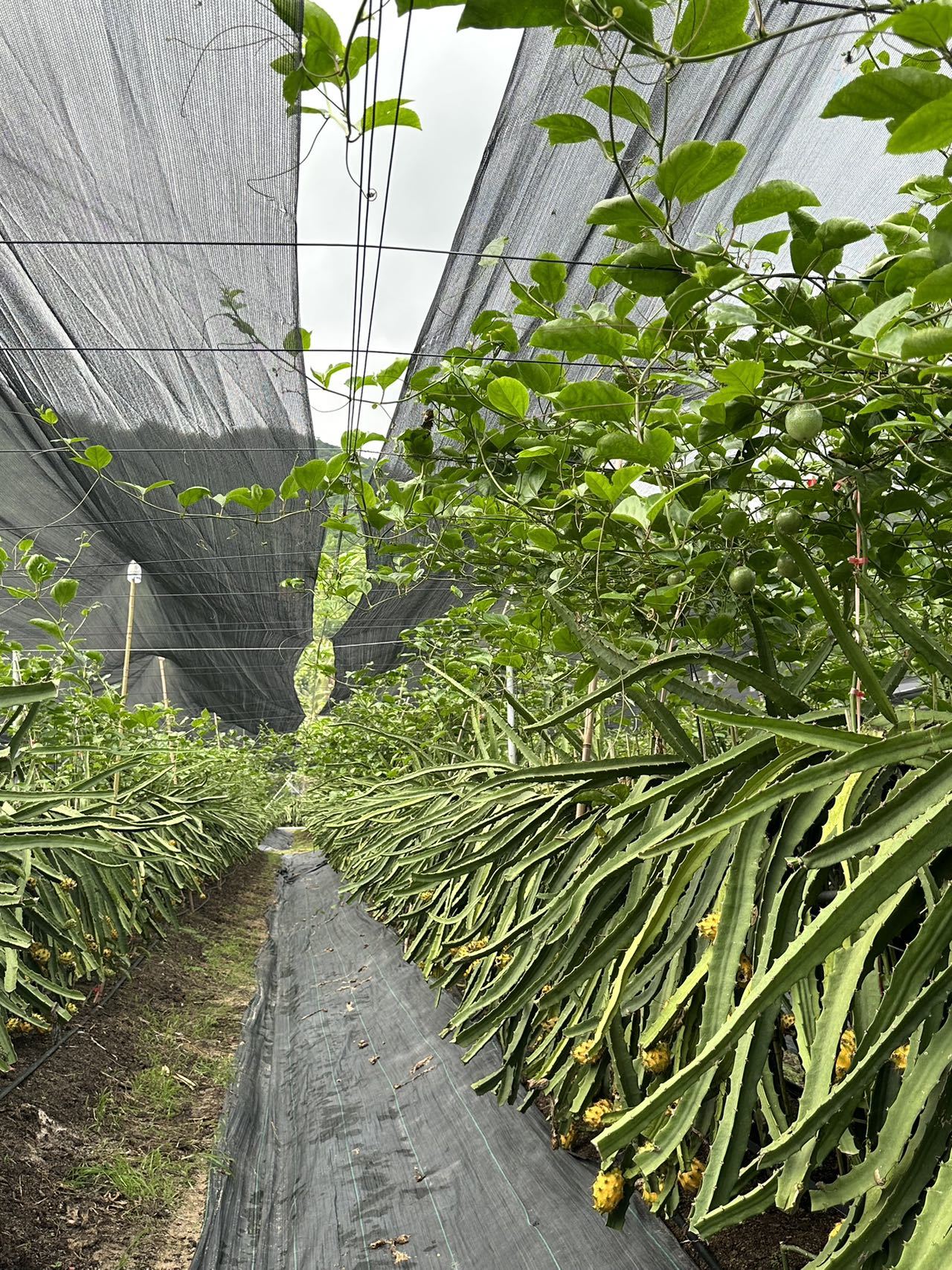 海南金麒麟燕窝果：阳光的馈赠，甘甜的奇迹