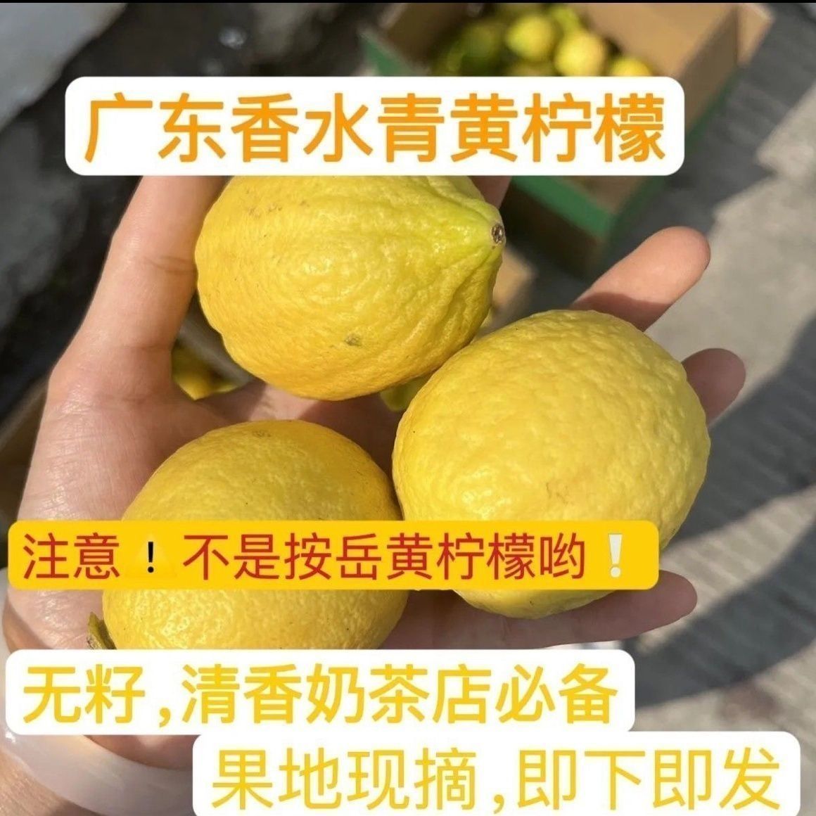 【爆香】广东香水柠檬黄柠檬果园直发鲜果新鲜无籽黄果奶茶店专用 图片 8