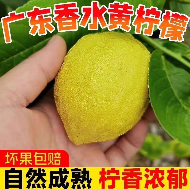 爆香广东香水柠檬黄柠檬果园直发鲜果新鲜无籽黄果奶茶店专用