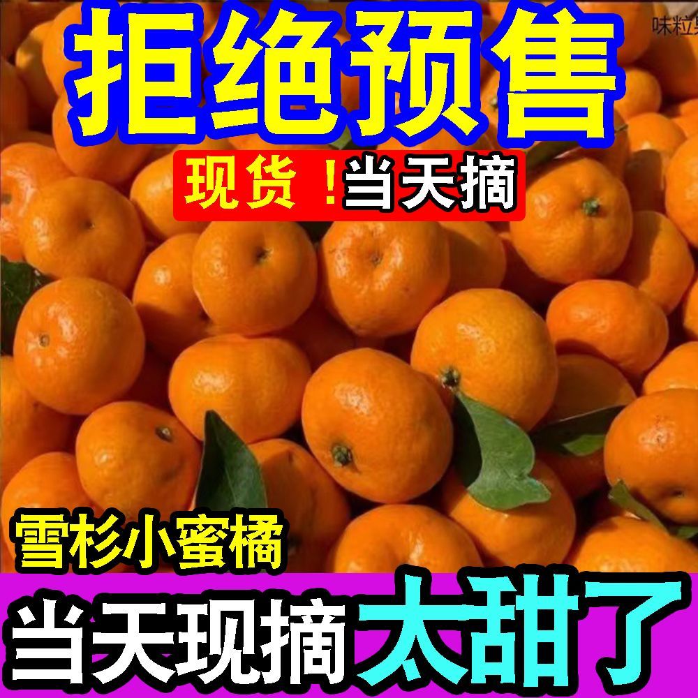 现货超甜爆甜雪杉小蜜橘当季新鲜水果橘子超甜薄皮蜜桔整箱批发