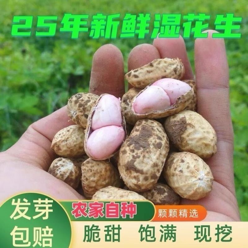 【现时特价】2025新鲜湿花生农家自种新鲜花生花生湿带泥