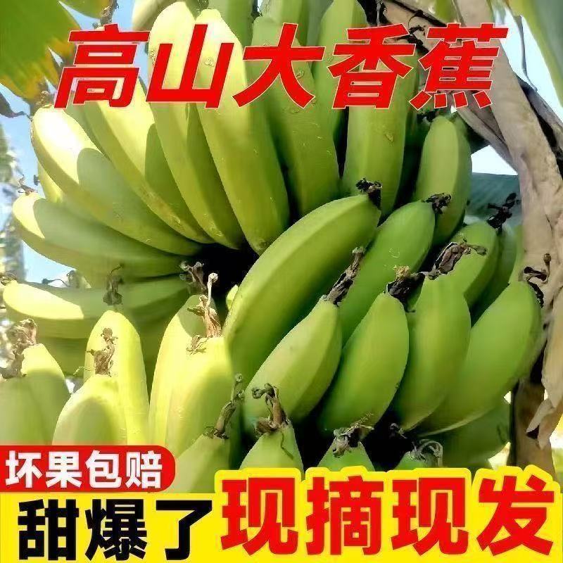 正宗高山应季香蕉当季新鲜水果孕妇整箱现摘威尼斯香蕉