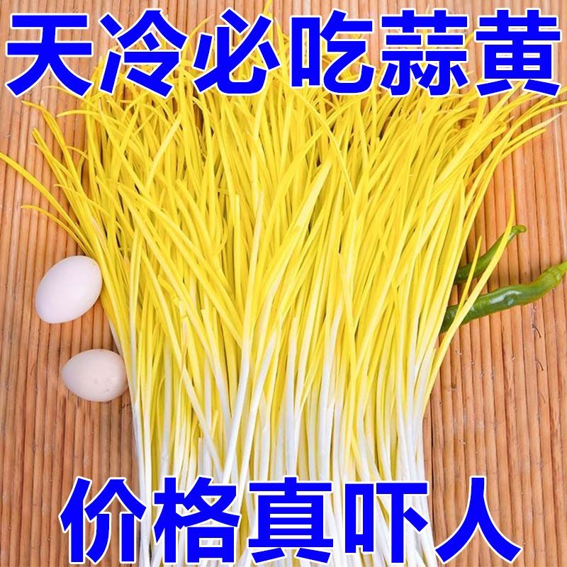 【现货现发】山东蒜黄新鲜蔬菜批发价农家大蒜幼苗应季时令青菜