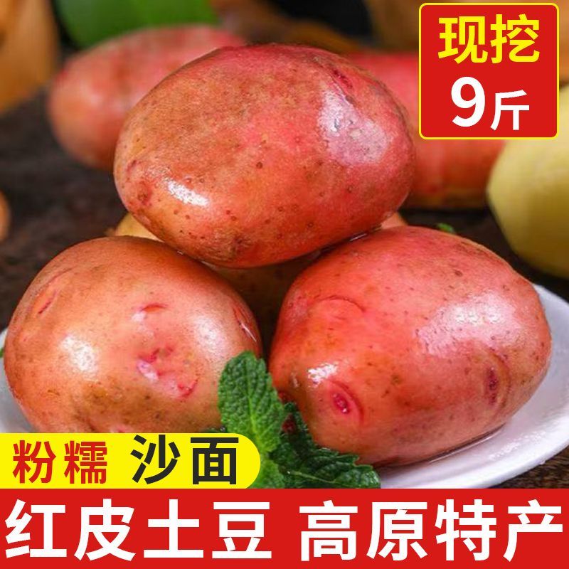 【新上市】云南红皮土豆2025现挖新鲜蔬菜正宗马铃薯黄心洋芋批发